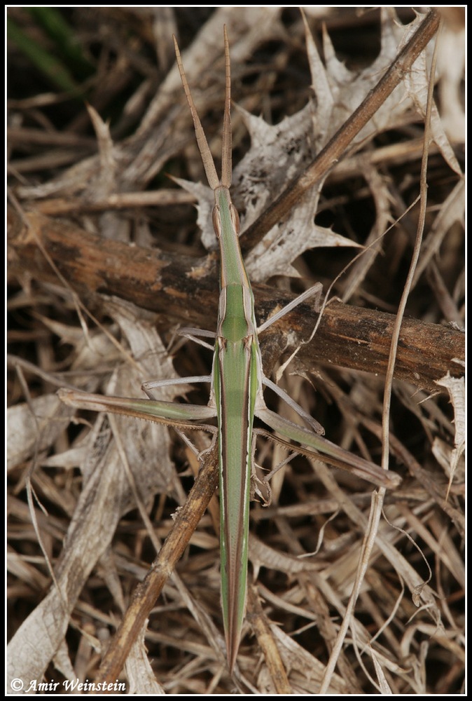 Orthoptera   d''Israele  - Acridinae for ID